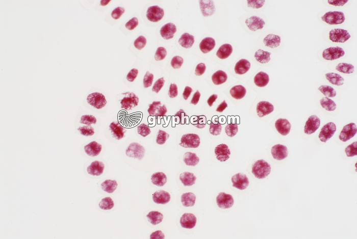 Mitoses de cellules dilacérées une racine d'Ail x40 - gryphea.com